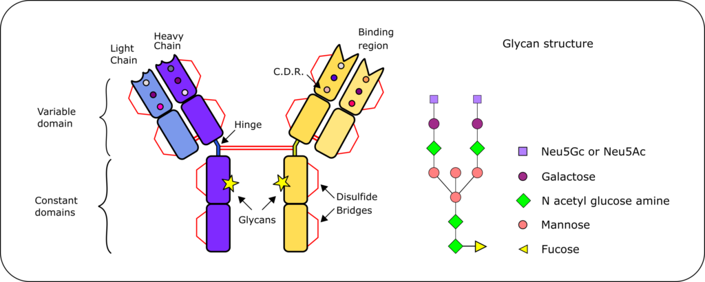 Glycan PTM pattern of CHO Cells