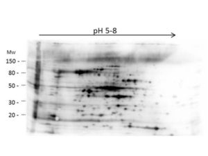 2D Western Blot of anti-E.coli High Molecular Weight Host Cell Protein antibody. Load: 35 µg HMW HCP. Primary antibody: Rabbit anti-HMW-HCP antibody at 1:200 for overnight at 4°C. Secondary antibody: Goat anti-rabbit secondary antibody at 1:10,000 for 30 min at RT. Block: ABIN925618 for 1 hour at RT.