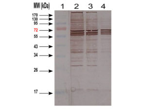 WB image for anti-Host Cell Proteins (HCP) antibody (ABIN1113181). Western-blotting of CHO cell Lysate