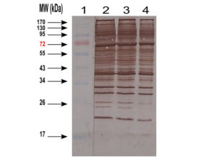 WB image for anti-Host Cell Proteins (HCP) antibody (ABIN1113182). Western-blotting of HEK cell Lysate.
