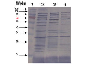 WB image for anti-Host Cell Proteins (HCP) antibody (ABIN1113183). Western-blotting of E coli cell Lysate