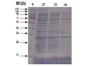 WB image for anti-Host Cell Proteins (HCP) antibody (ABIN1113183). Western-blotting of E coli cell Lysate