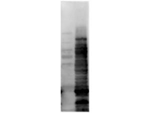 Western Blot of Rabbit anti-HCP antibody. Lane 1: Molecular Weight. Lane 2: Total HCP. Load: 10µg per lane. Primary antibody: Rabbit anti-HCP cocktail at 1:1000 for overnight at 4°C. Secondary antibody: Goat anti-rabbit secondary antibody at 1:10,000 for 30 min at RT. Block: ABIN925618 for 1 hour at RT.
