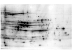 2D Western Blot of anti-E.coli HCP antibody. Load: 35 µg Total HCP. pH: 5-8. Primary antibody: Rabbit anti-HCP antibody at 1:200 for overnight at 4°C. Secondary antibody: Goat anti-rabbit secondary antibody at 1:10,000 for 30 min at RT. Block: ABIN925618 for 1 hour at RT.