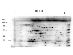 2D Western Blot of anti-E.coli Low Molecular Weight Host Cell Protein antibody. Load: 35 µg LMW HCP. Primary antibody: Rabbit anti-LMW-HCP antibody at 1:200 for overnight at 4°C. Secondary antibody: Goat anti-rabbit secondary antibody at 1:10,000 for 30 min at RT. Block: ABIN925618 for 1 hour at RT.