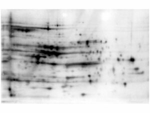 Image for Chemiluminescent Western Blot Kit for detection of E. coli Host Cell Proteins